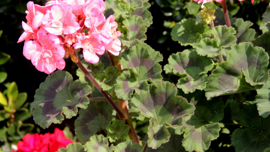 Pelargonium zonale