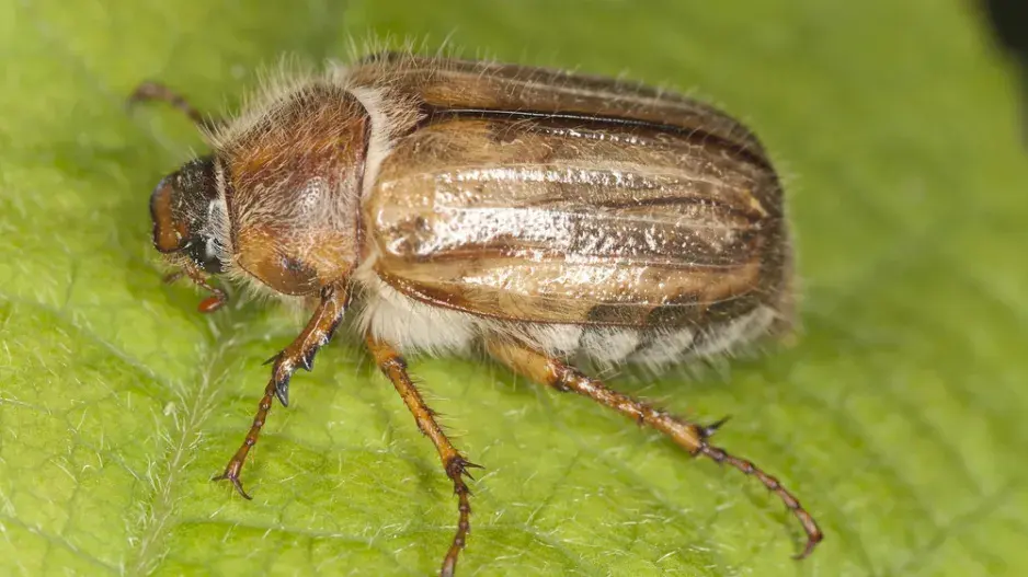 Chroustek letní (Amphimallon solstitiale)