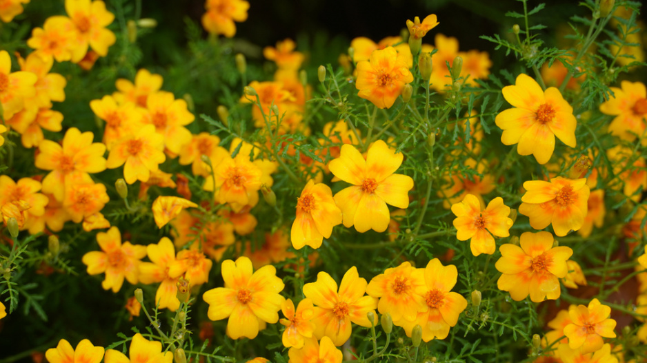 Aksamitník (Tagetes tenuifolia)