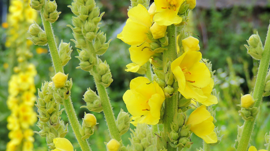 Divizna velkokvětá (Verbascum densiflorum)