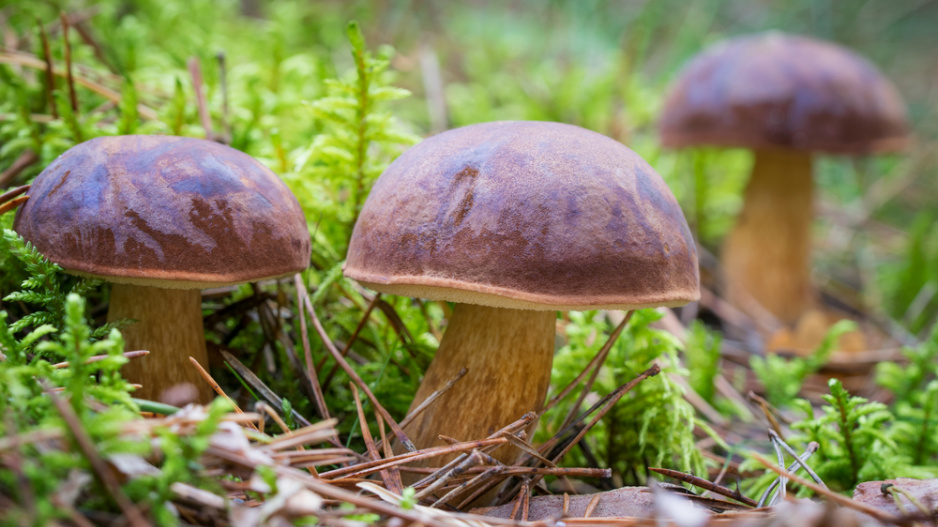 Hřib hnědý (Xerocomus badius)