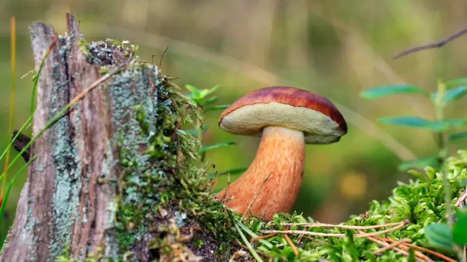 Hřib hnědý (Xerocomus badius)