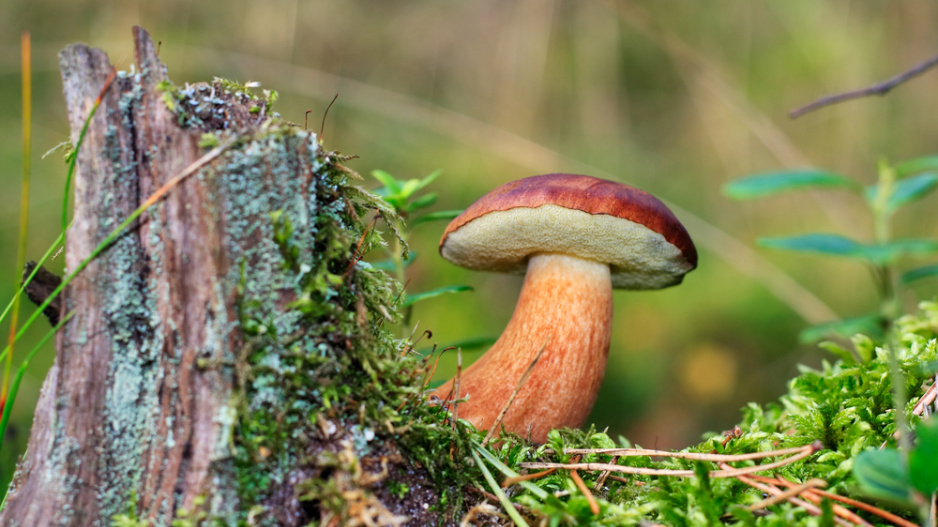 Hřib hnědý (Xerocomus badius)