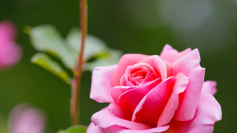 Při správné péči růže mohou kvést až do podzimu