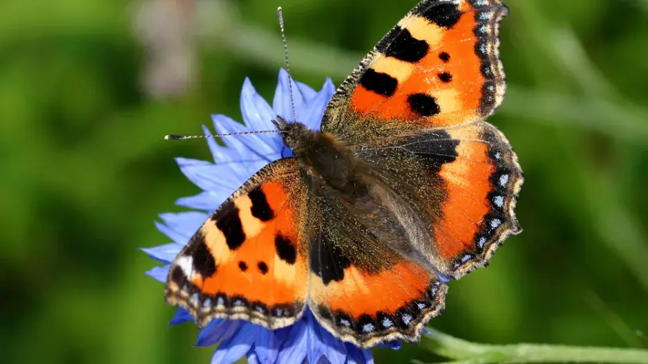 Babočka kopřivová (Aglais urticae L.) Babočka kopřivová (Aglais urticae L.)