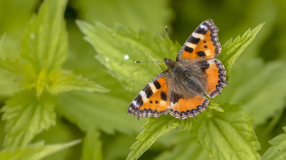 Babočka kopřivová (Aglais urticae L.) Babočka kopřivová (Aglais urticae L.)