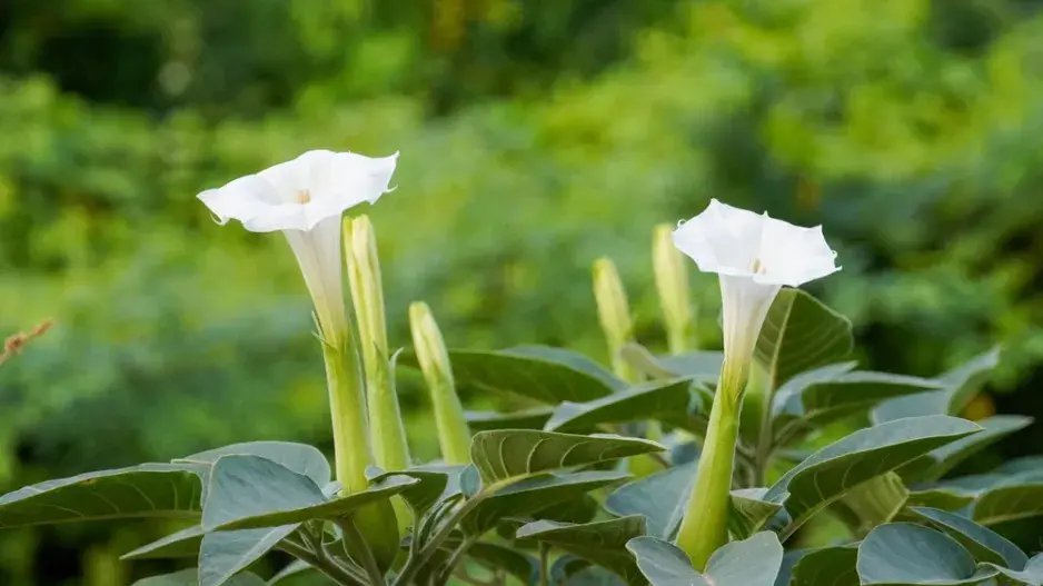 Durman neškodný (Datura innoxia)