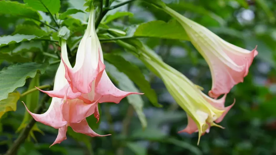 Durman metelový (Datura metel)