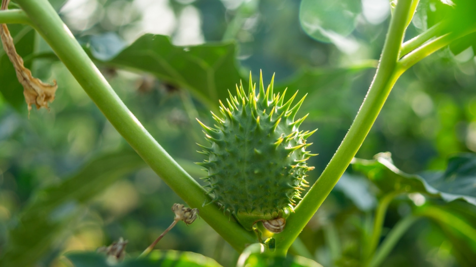 Durman obecný (Datura stramonium)
