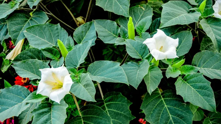 Durman obecný (Datura stramonium)