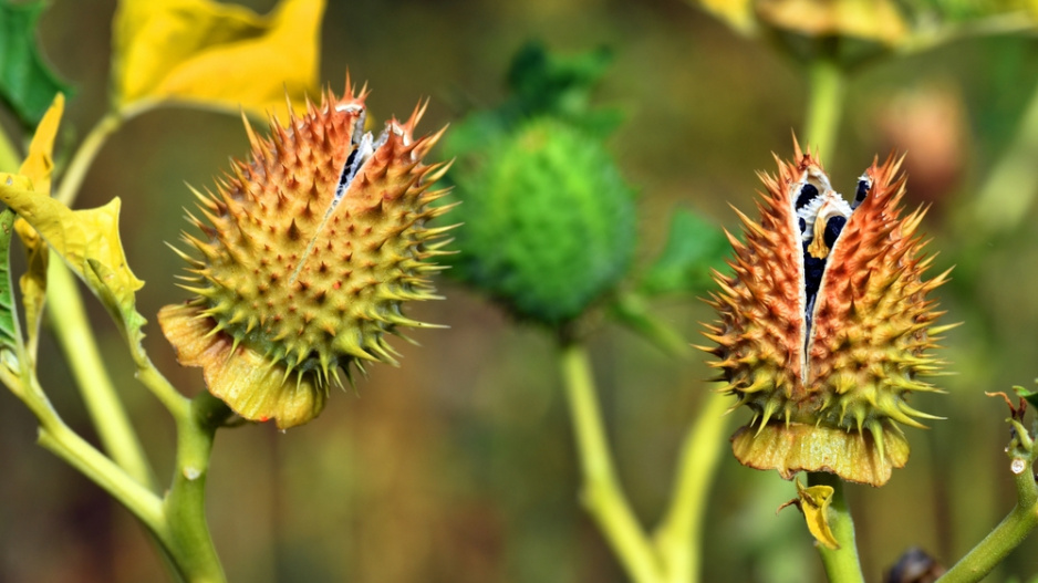 Durman obecný (Datura stramonium)