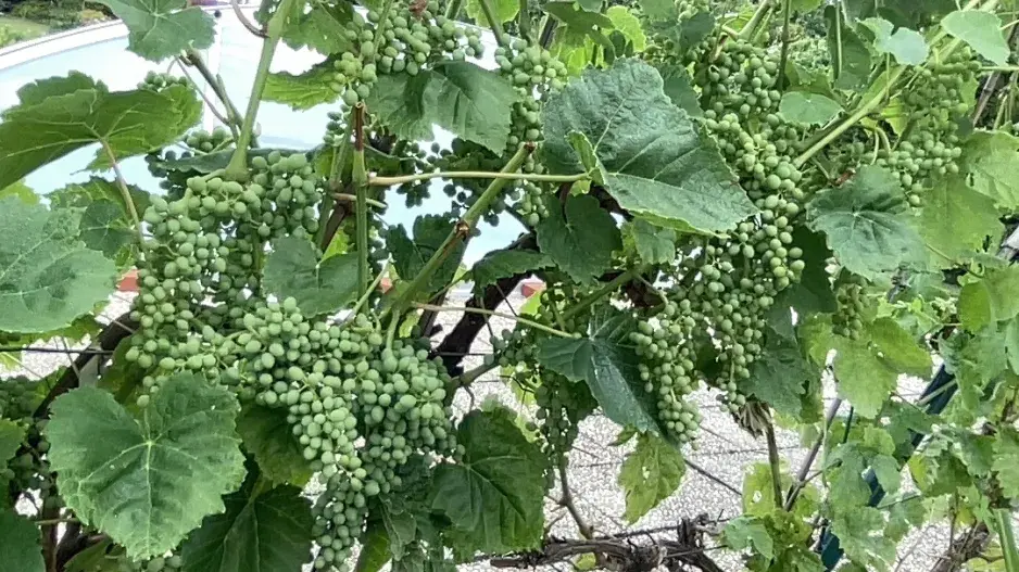 V červenci je nutné pečlivě se starat o vinnou révu, abychom měli kvalitní úrod