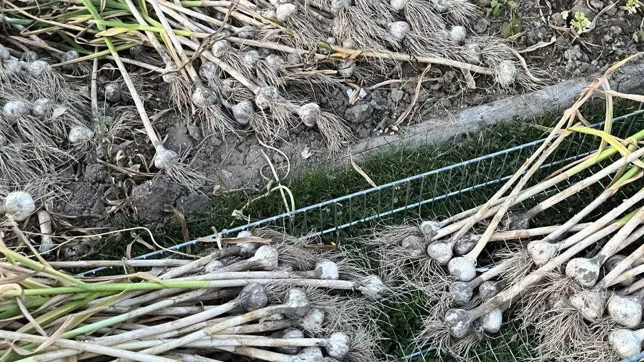 Sklizeň a sušení česneku nepodceňte Sklizeň a sušení česneku nepodceňte