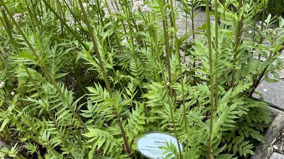 Rakouské klášterní zahrady voní bylinkami