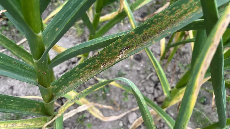 Rzivost česneku  Rzivost česneku