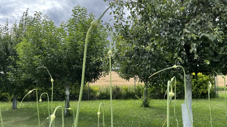 Sklizeň a sušení česneku nepodceňte Sklizeň a sušení česneku nepodceňte