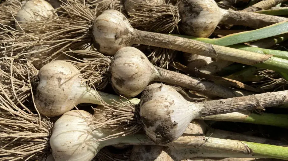 Česnek patří mezi ceněnou zeleninu