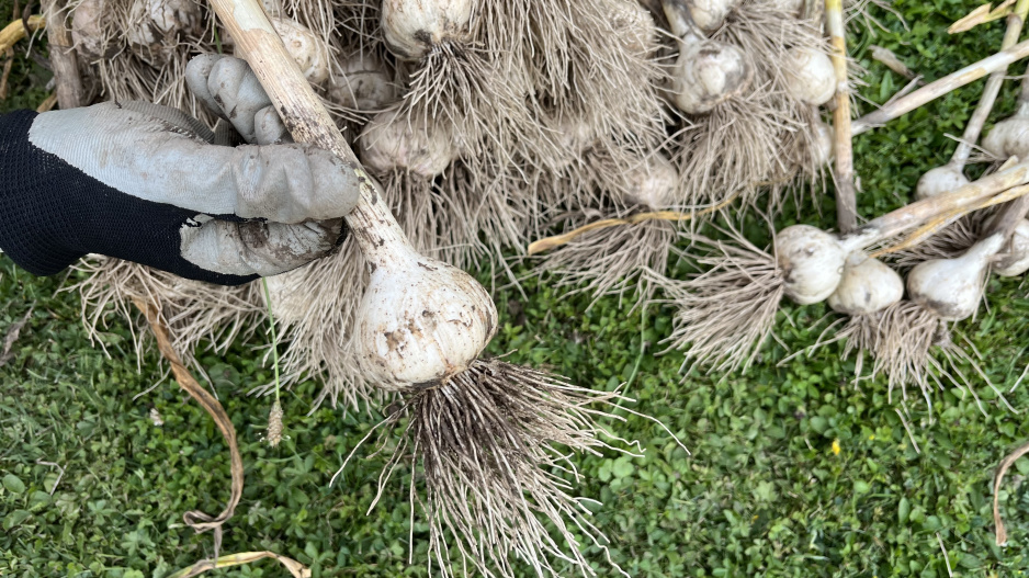 Česnek je nutné správně usušit, abychom měli kvalitní zásobu zdravých stroužků 