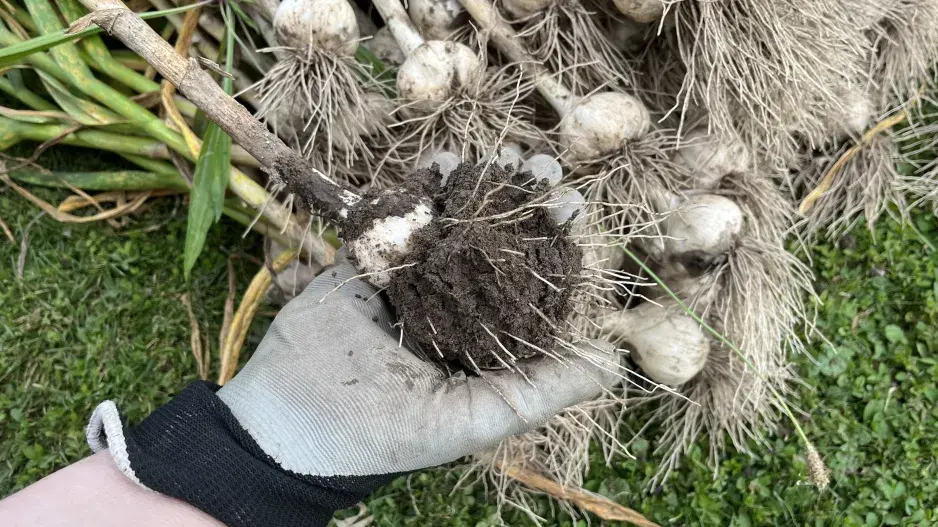 Sklizeň a sušení česneku nepodceňte Sklizeň a sušení česneku nepodceňte
