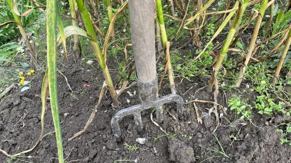 Sklizeň a sušení česneku nepodceňte Sklizeň a sušení česneku nepodceňte