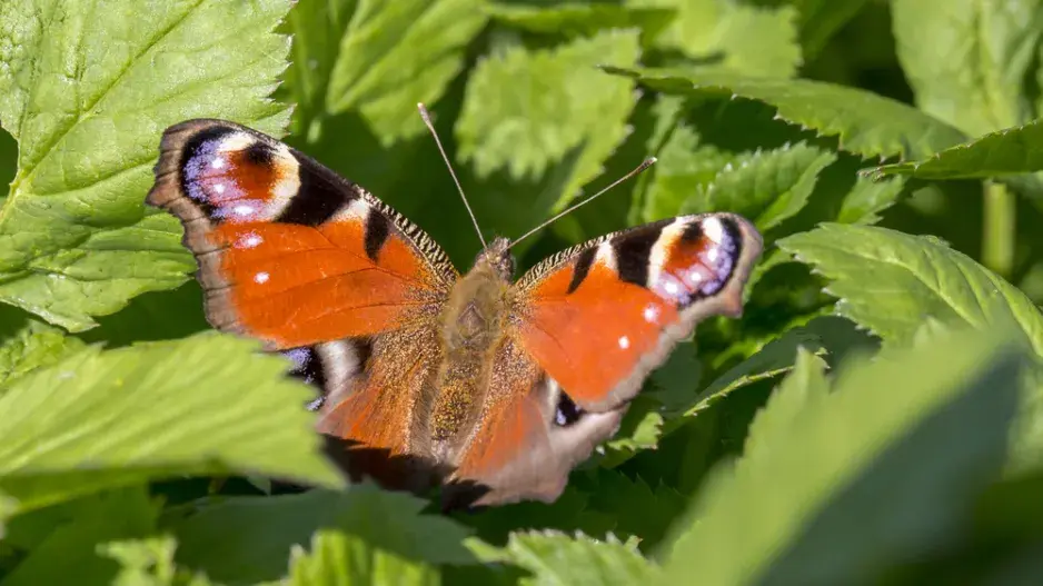 Babočka paví oko (Inachis io L.) Babočka paví oko (Inachis io L.)