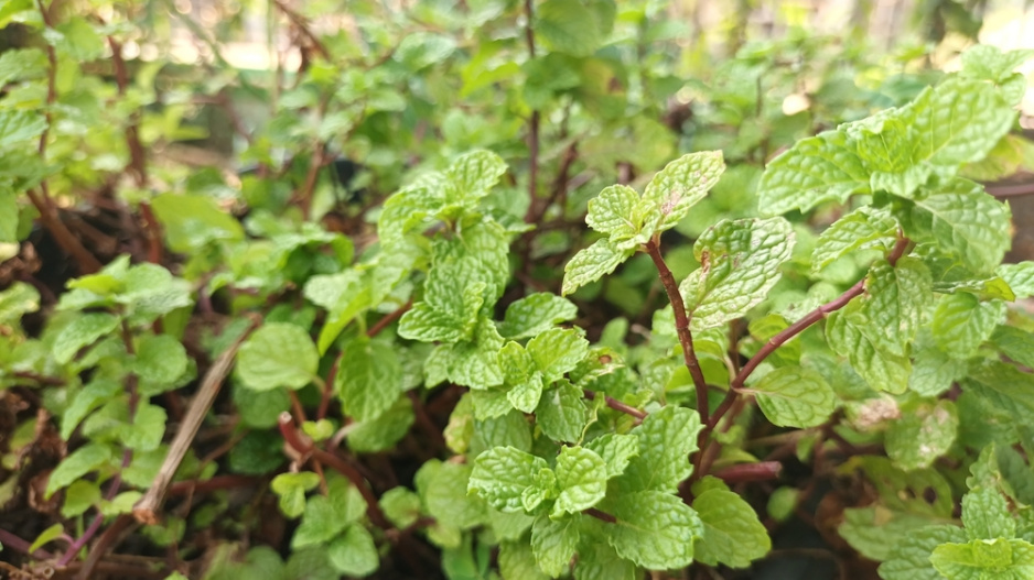 Mata Peprna Skudci