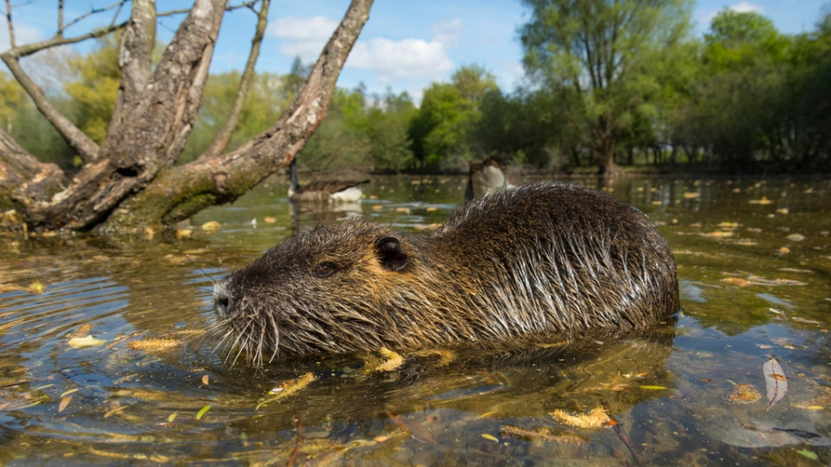 Nutrie říční (Myocastor coypus)