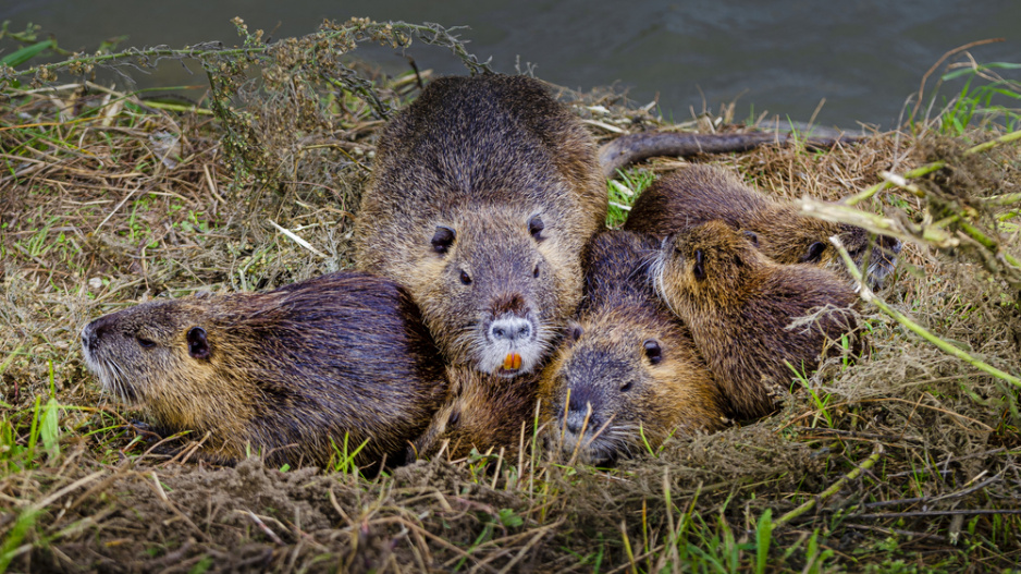 Nutrie říční (Myocastor coypus)