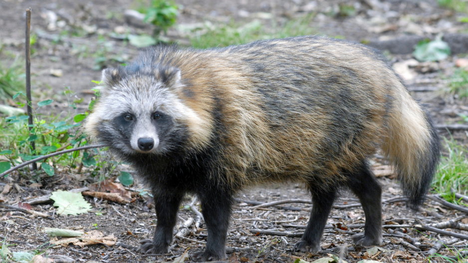 Psík mývalovitý (Nyctereutes procyonoides)