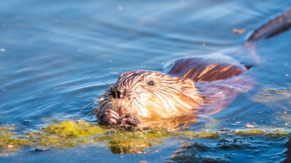 Ondatra pižmová (Ondatra zibethicus)