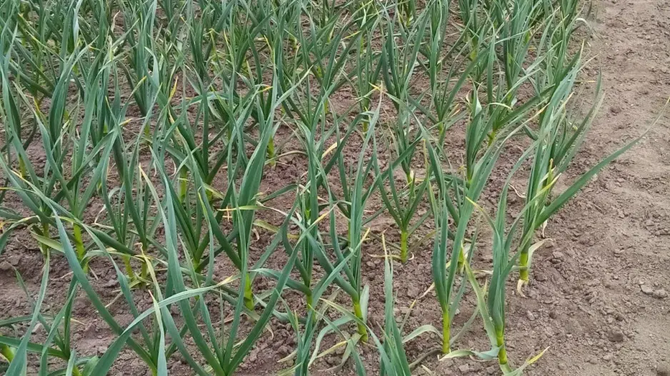 Zásoby česneku se vždy vyplatí