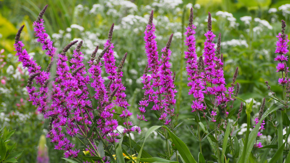Kyprej vrbice (Lythrum salicaria)