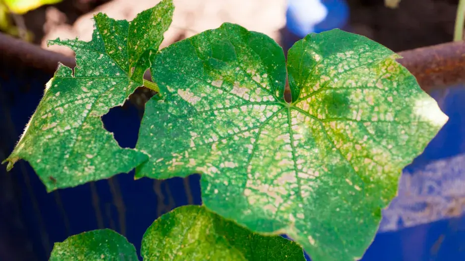 Choroby okurek se nevyplatí podcenit