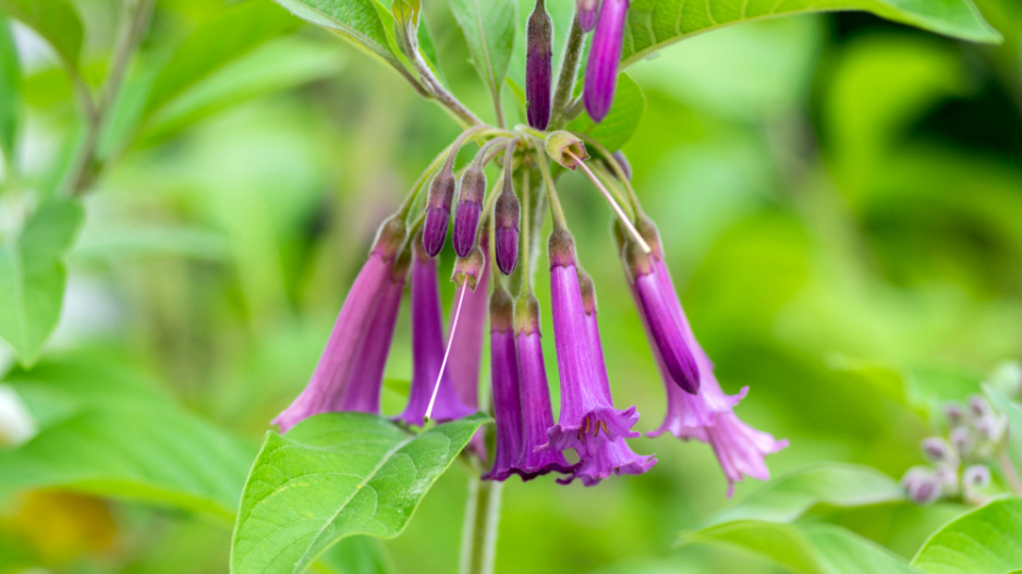 Acnistus (Acnistus australis, Dunalia australis nebo Iochroma australe)