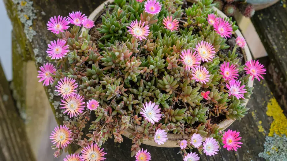 delosperma neboli kosmatec