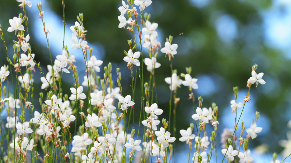gaura