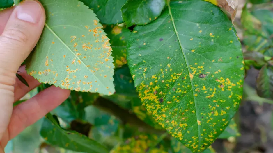 Rzivost česneku  Rzivost česneku