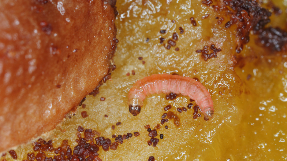 larva obaleče ve švestce