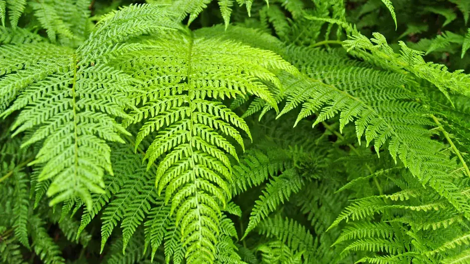 Jedovaté rostliny na našich zahradách ohrožují děti i domácí mazlíčky Jedovaté rostliny na našich zahradách ohrožují děti i domácí mazlíčky