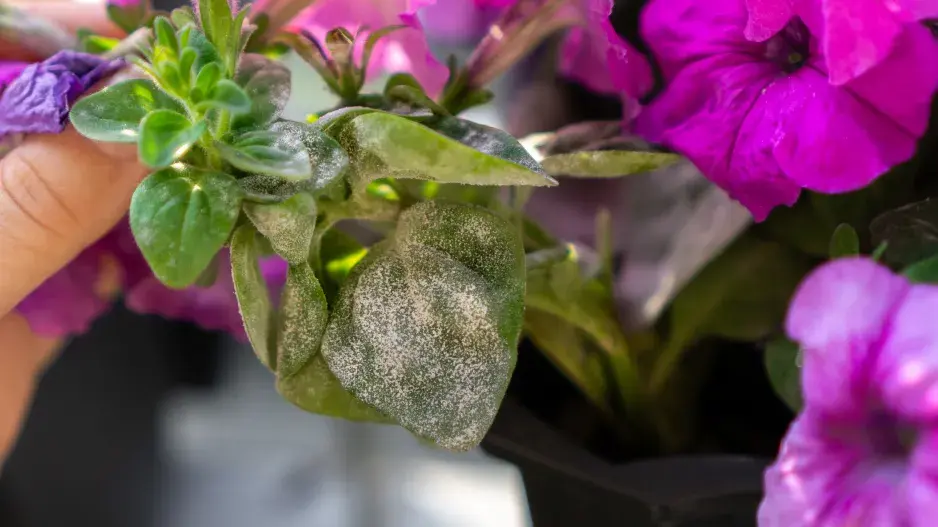 Petúniím lze jednoduše vrátit ztracenou vitalitu a krásu