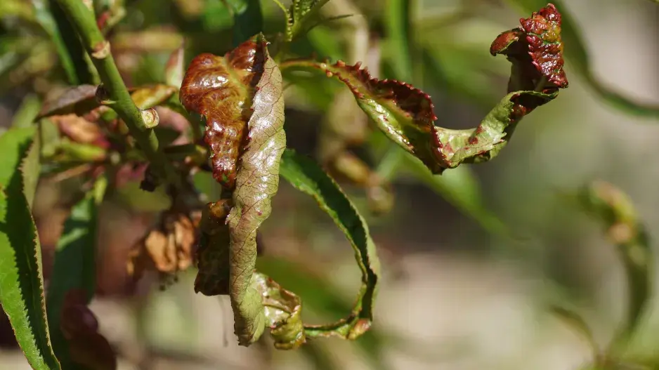 Deformované listy broskvoně