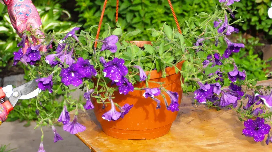 Petúniím lze jednoduše vrátit ztracenou vitalitu a krásu