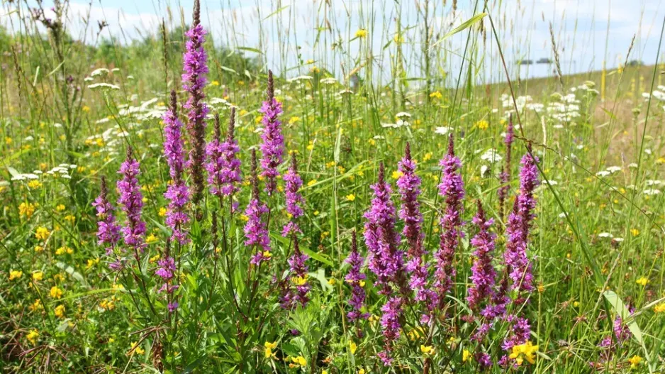 Kyprej vrbice (Lythrum salicaria)
