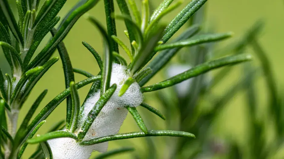 Pěnodějka obecná (Philaenus spumarius)