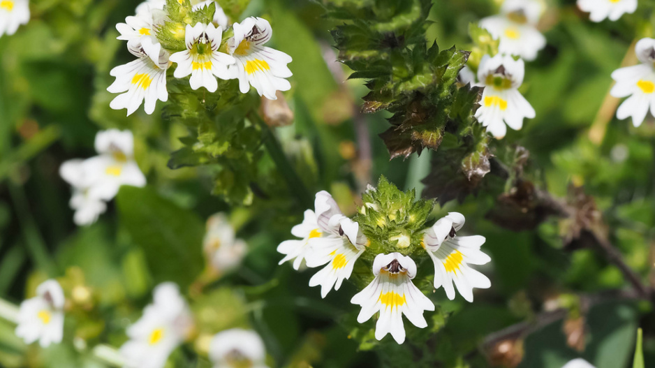 Světlík lékařský (Euphrasia officinalis nebo Euphrasia rostkoviana)