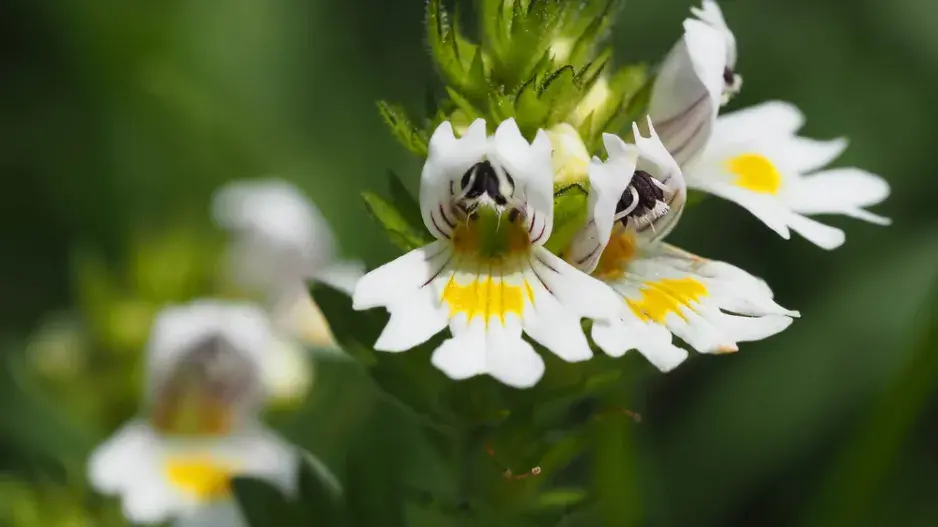 Světlík lékařský (Euphrasia officinalis nebo Euphrasia rostkoviana)
