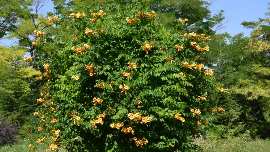 trubač jako solitéra trubač jako solitéra