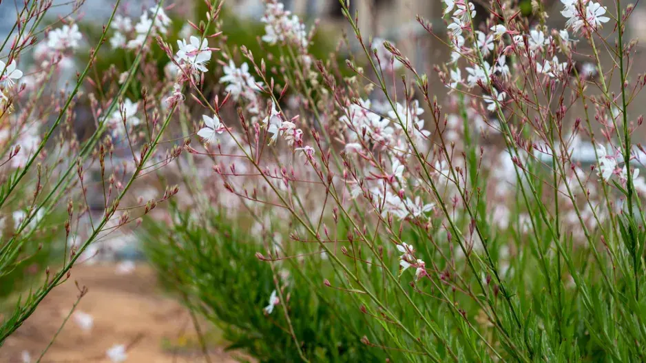 gaura