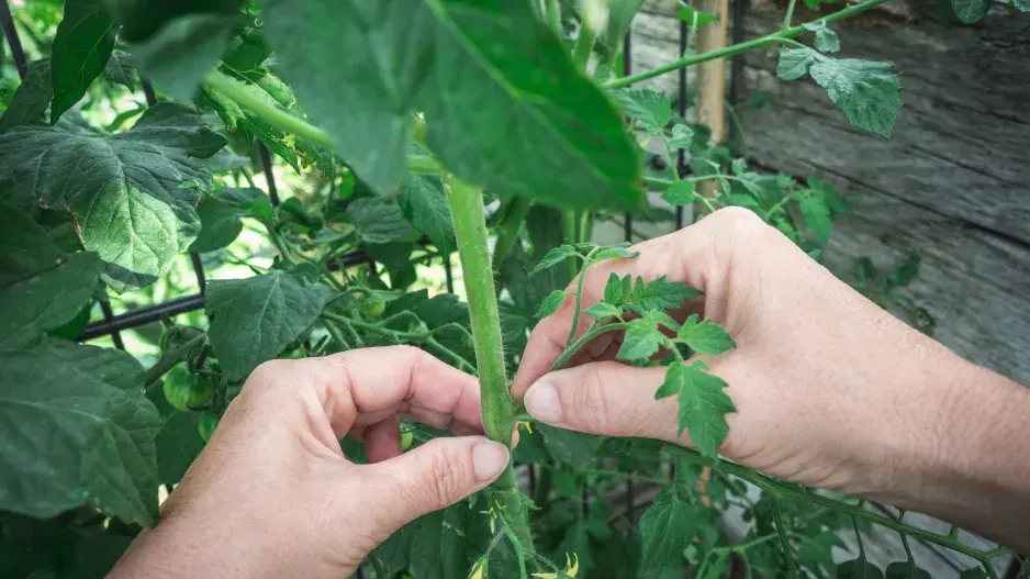 V červenci se pečlivě staráme o rajčata, abychom měli skvělou úrodu V červenci se pečlivě staráme o rajčata, abychom měli skvělou úrodu