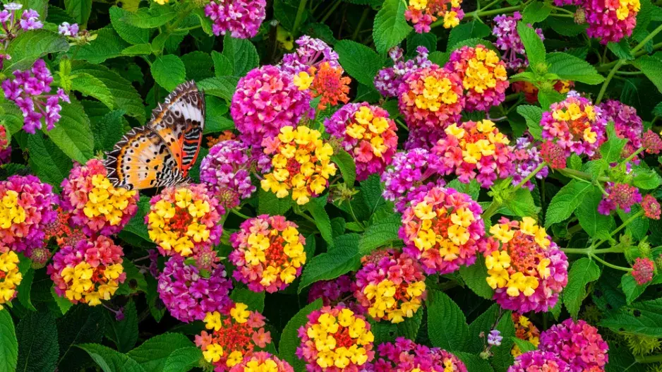 lantana